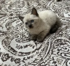 Ragdoll Kätzchen (Männchen)