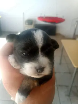 Wunderschöne Malshi-Welpen (Malteser x Shih Tzu)