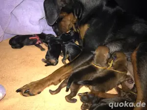 Reinrassige Zwergpinscher   Rehpinscher Welpen