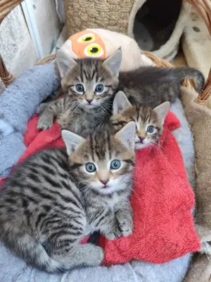 Maine Coon & Hauskatze Jungtiere