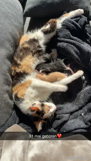 katzenBabys
