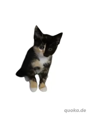 BKH Kitten 
