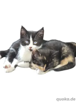 BKH Kitten 