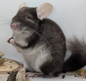 Chinchilla Jung und Alt zur Abgabe
