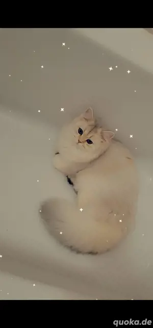2 British Langhaar Katzen schwestern 