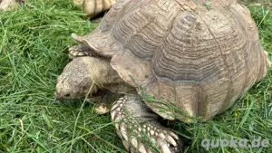 Geochelone Sulcata, Sporenschildkröte