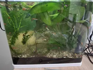 Fische + Aquarium kostenlos abzugeben