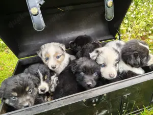  Australian Shepherd Welpen suchen ihr zukünftiges Rudel
