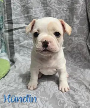 Französische bulldogge & jackbull