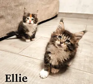 Reinrassige Maine Coon Kitten 