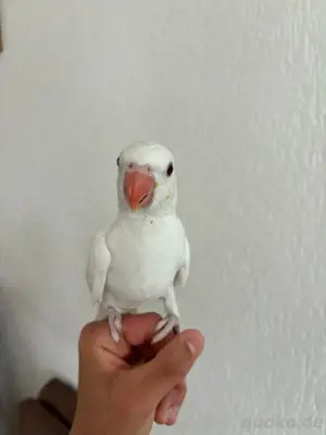 baby halsbandsittich
