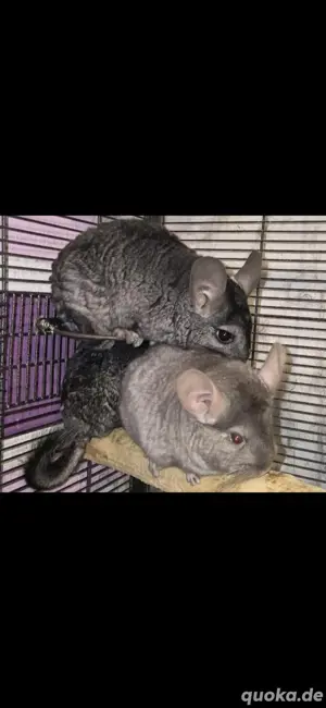 Chinchilla Böcke zutraulich