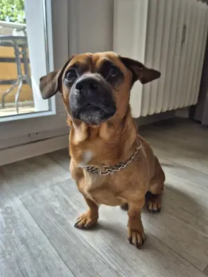 Mischlingshund als Deckrüde 