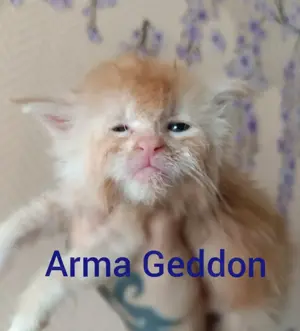 Typvolle Reinrassige Maine Coon Kitten mit Stammbaum 