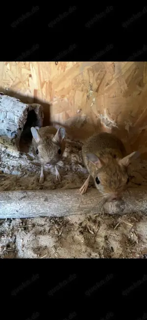 Wüstenspringmaus Paar 