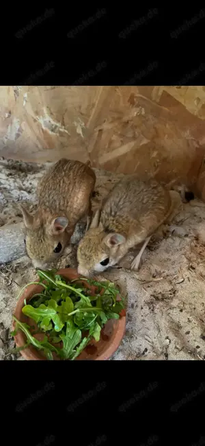 Wüstenspringmaus Paar  Bild 2