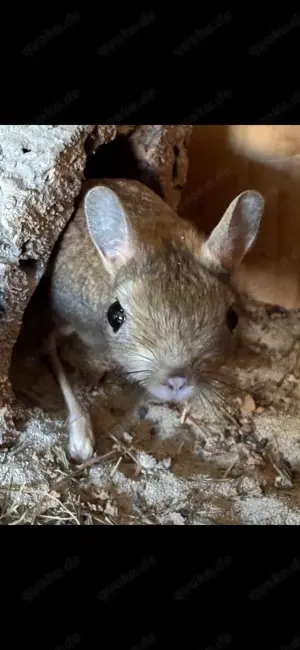 Wüstenspringmaus Paar  Bild 3