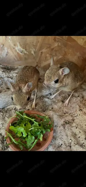 Wüstenspringmaus Paar  Bild 4