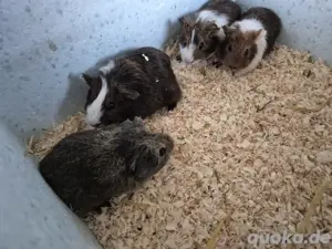 Meerschweinchen 