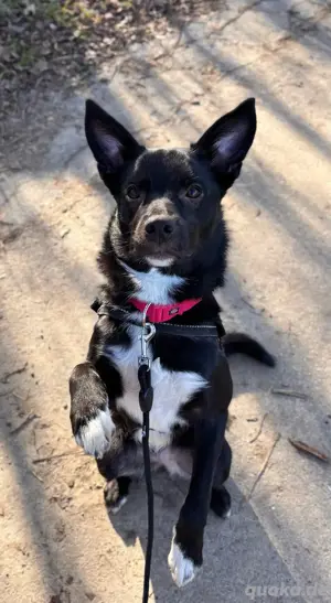 Bordercollie Mischling Hündin