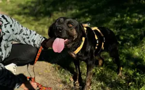 Der liebenswerte Vino sucht aktive Menschen Bild 2