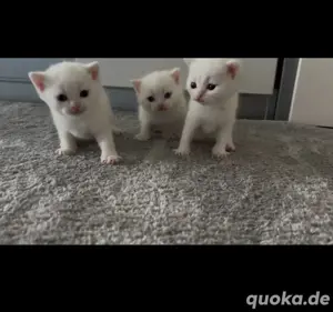 weisse baby katzen 