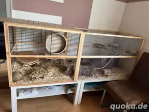 3 Wüstenrennmäuse suchen neues zu Hause