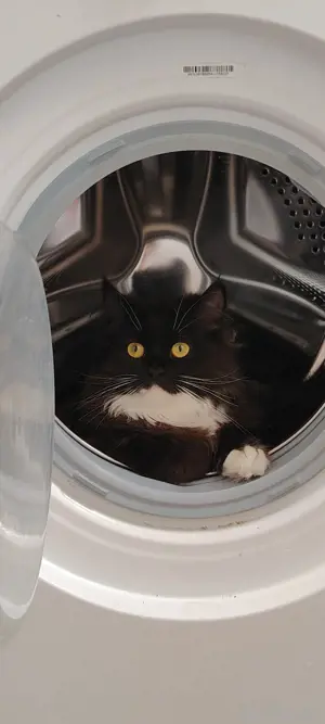 Katzen bkh