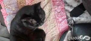  kater schwarz 