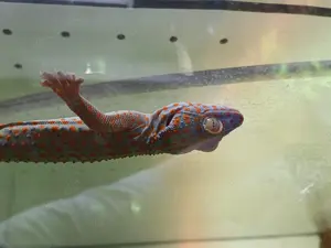 Tokeh gecko Paar 