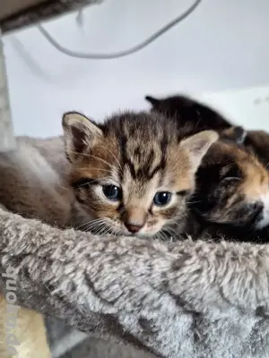 Katzenbabys abzugeben 