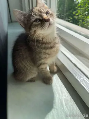 BKH kitten weiblich 