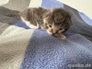 Maine Coon Mix Kätzchen such zuhause 