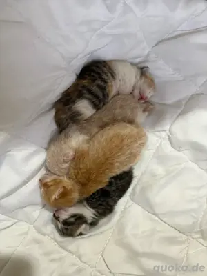 Maine Coon Mix Katzenbabys abzugeben