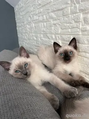 Siamkitten reinrassig