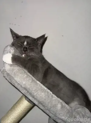 Haus kater 
