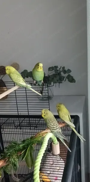 Wellensittiche jungvögel zu verkaufen 