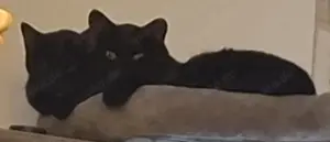 3 Katzen nur zusammen abzugeben 