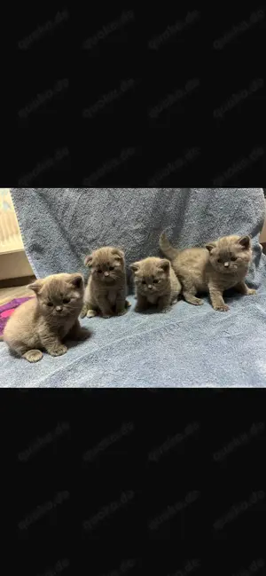 BKH Kitten 