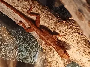 2 Männlichen "Rote" Bahama Anolis 