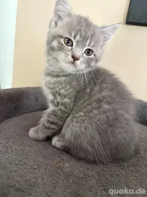 Bkh Katern