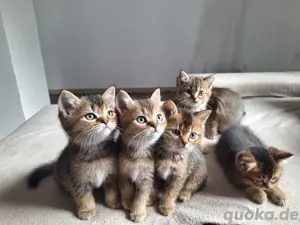 Reinrassige BKH kitten 