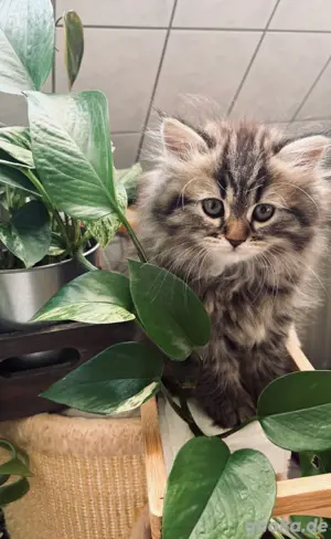 Perserkitten