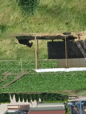 2 Pony Hengste abzugeben