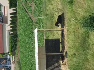 2 Pony Hengste abzugeben