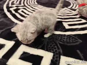 BKH Junge, Silver Grau Tabby
