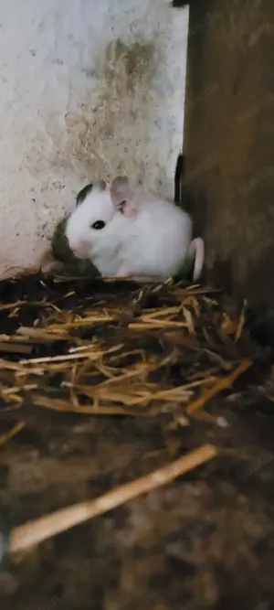 Degus zu verkaufen 