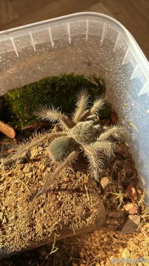Theraphosa blondi Weibchen ca. 4cm Körperlänge
