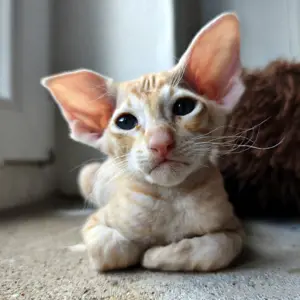 Peterbald Junge Kitten