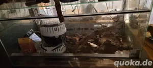 Terarium Glas ohne Inhalt 